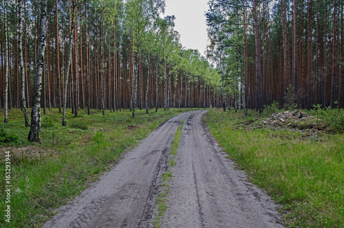 Fototapeta Naklejka Na Ścianę i Meble -  Leśna droga.