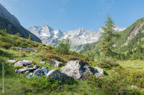 blühende Alpenrosen in den österreichischen Bergen