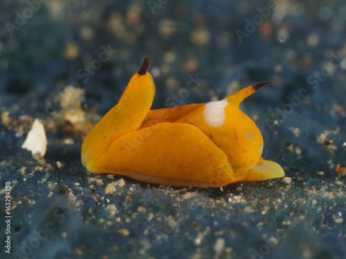 Gastropteridae Siphopteron sp. photo