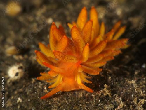 Nudibranch Tenellia melanobrachia photo