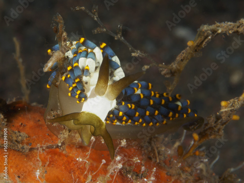 Nudibranch Tenellia sp. photo