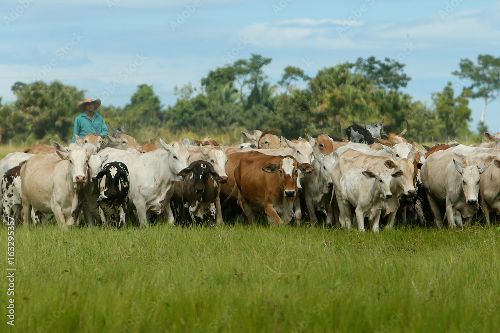 Fazenda Jauquara MT