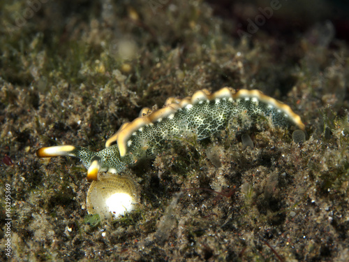 Nudibranch Thuridilla carlsoni photo