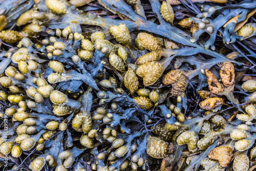 Seaweed on a beach in Seahouses