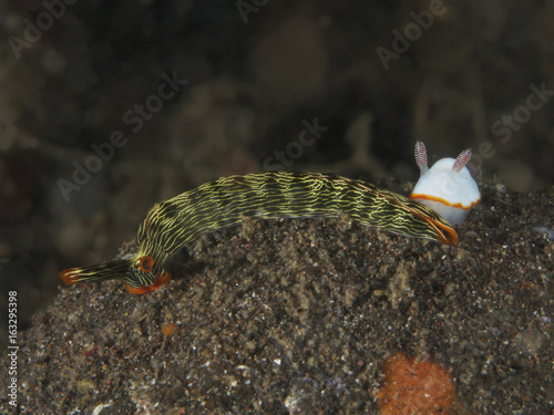 Nudibranch Thuridilla gracilis photo
