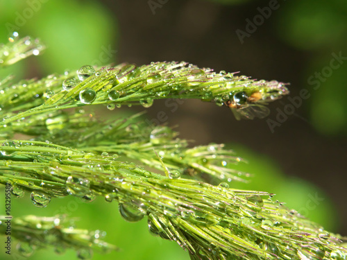Closeup of grass spikes with water drop and insect after rain or morning dew