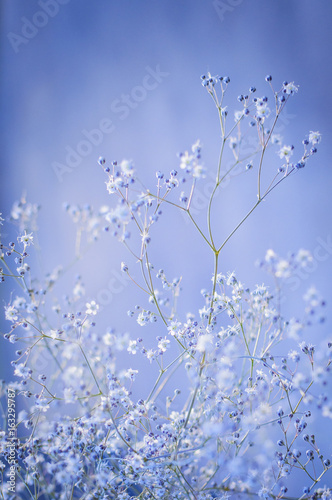 pattern of small white flowers on a Light blue background. Beautiful background. Closeup, selective focus. Vertical photography.
