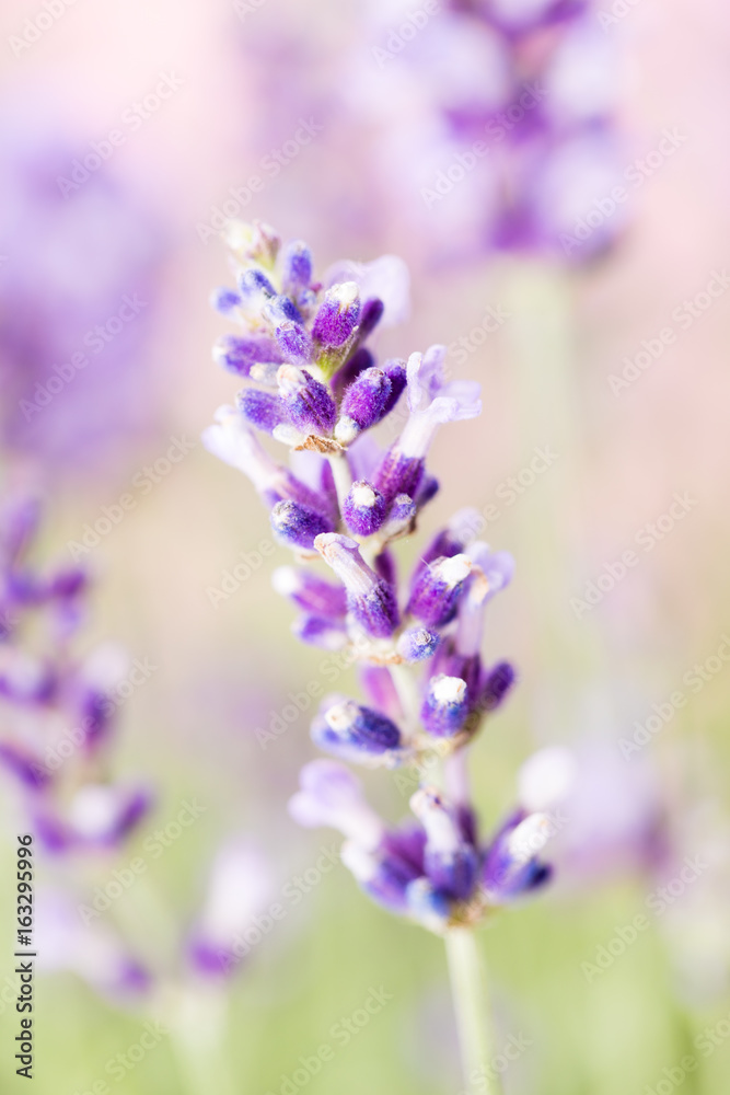 Fototapeta premium Lavender flowers.