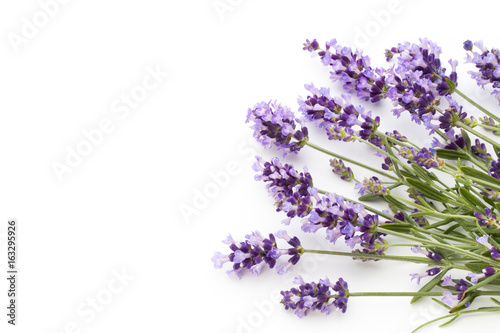 Lavender flowers.