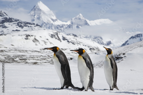 King penguins walk across a snow field in front of the beautiful mountains of South Georgia island