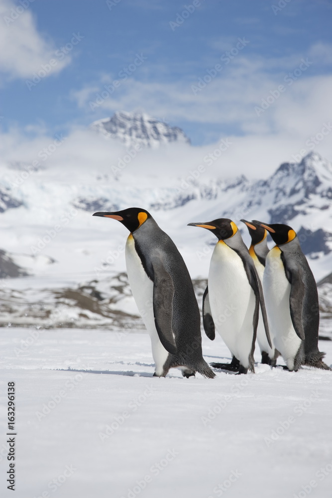 Obraz premium Four king penguins start across a snow field on South Georgia Island