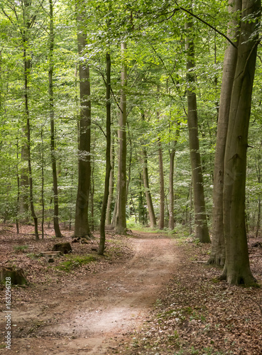 path through the beechwood forest in springtime