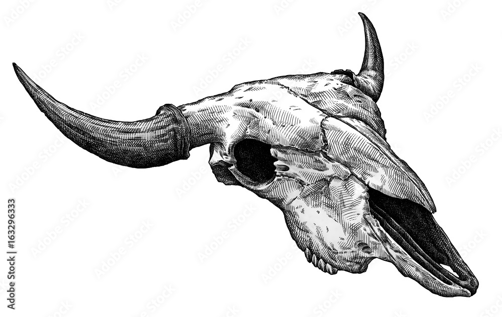 Fototapeta premium Engrave isolated cow skull hand drawn graphic illustration