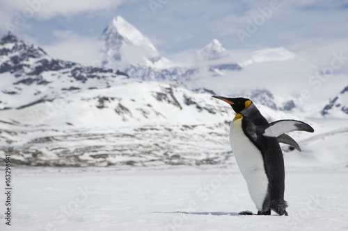 Fototapeta A lone king penguin stretches its flippers as it crosses a snowfield in front of