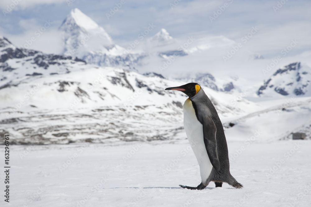 A lone king penguin cross a snowfield in front of the peaks of South Georgia Island
