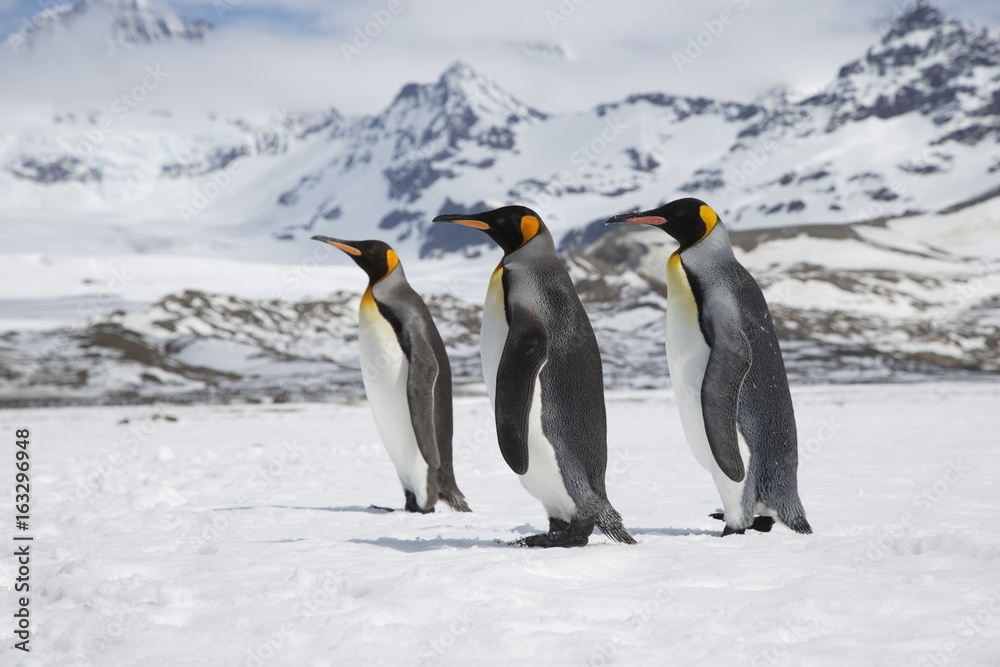 Three king penguins cross the snow in front of the peaks of South Georgia Island
