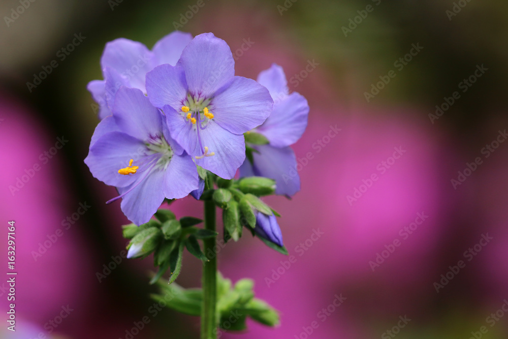 Jakobsleiter StockFoto Adobe Stock