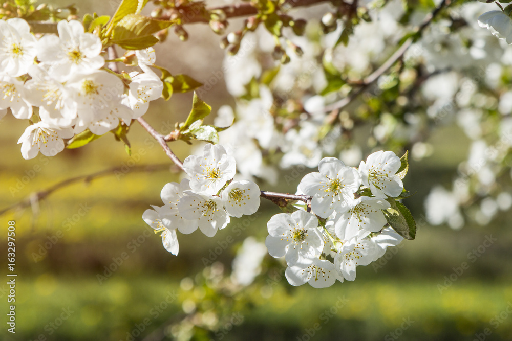 Cherry blossom cluster of flowers with scent in white color with bright light and grass in backround blurred out.