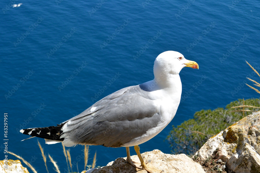 Retrato de la Gaviota mirando a puerto de Calpe.. España