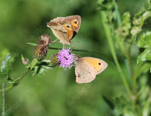 Pyronia tithonus photo