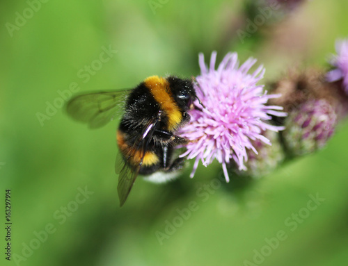 Garden bumblebee (Bombus hortorum) © Michael Meijer