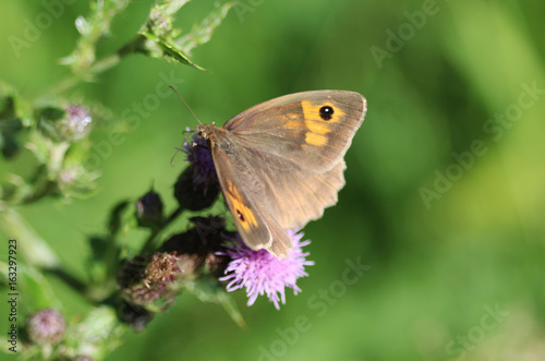 Pyronia tithonus