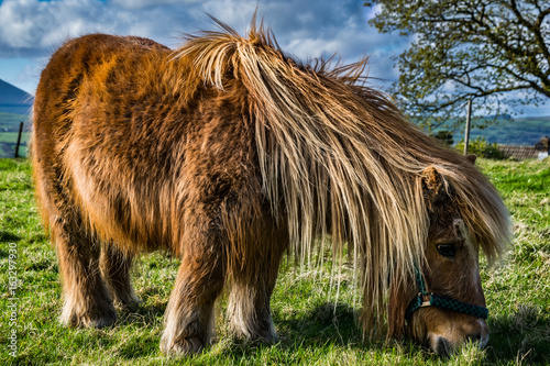 Fotografie Brown miniature horse with long hair, Pony in the meadows, Lancashire, England,