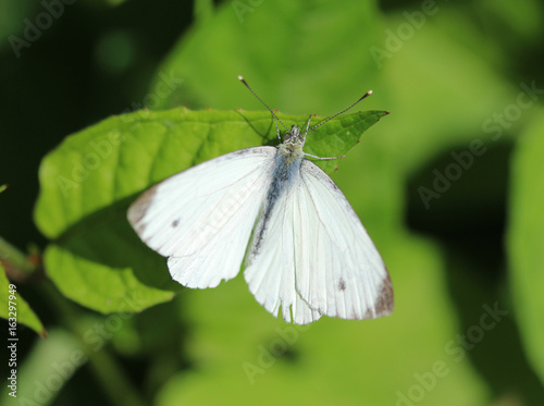 Small white (pieris rapae)