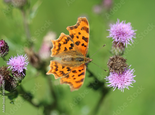 Comma butterfly photo