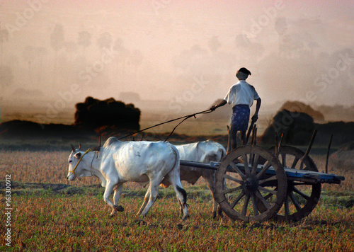 Принти на полотні Indian Man Drives a Bullock Cart at Dawn