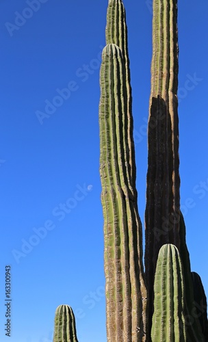Large elephant Cardon cactus at a desert with blue sky, Baja California, Mexico.