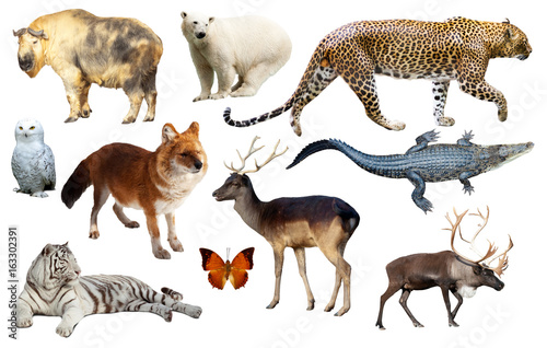 Fototapeta Naklejka Na Ścianę i Meble -  asia animals isolated