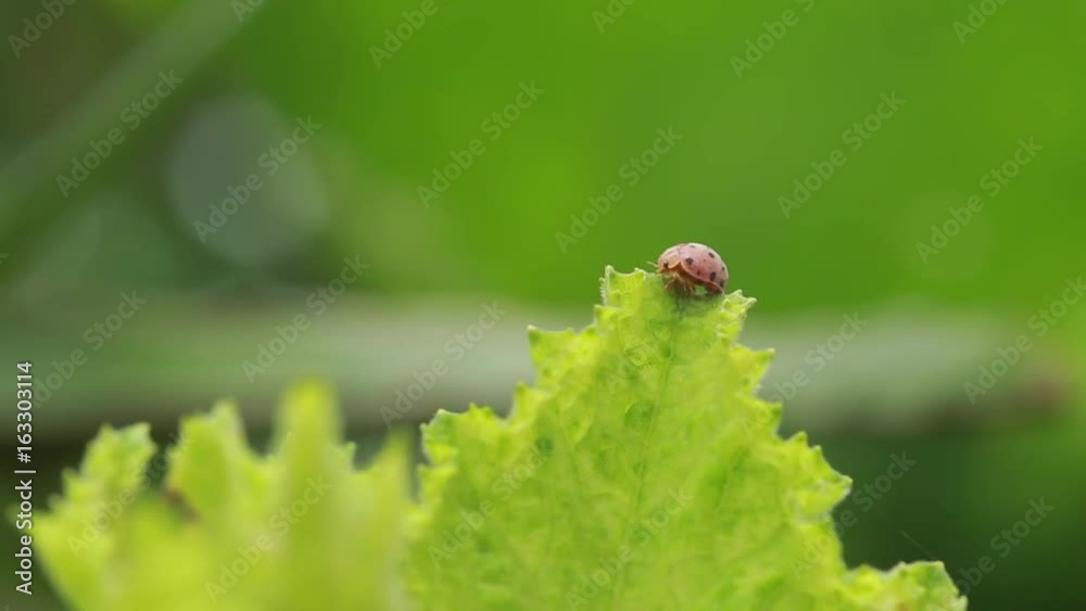 LadyBug LadyBug