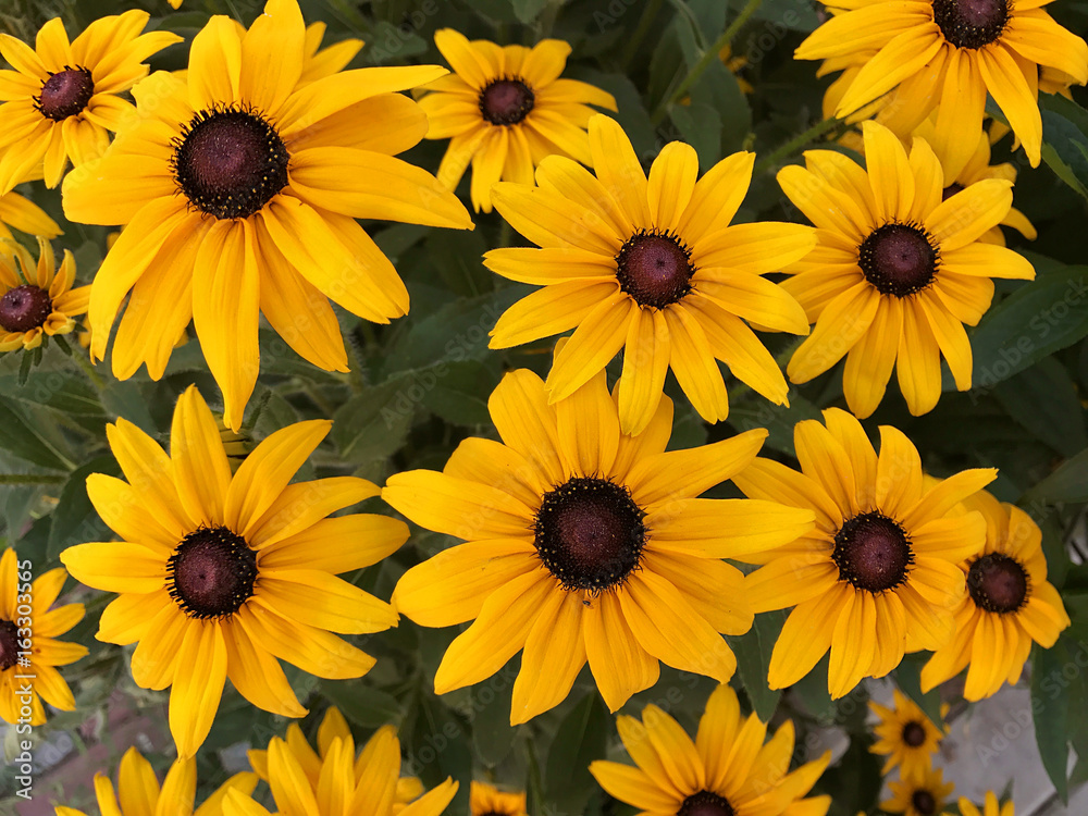 Floral background - yellow flowers. Floral background - yellow flowers.