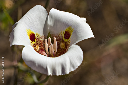 Butterfly Mariposa Lily