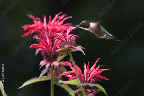 Hummingbird