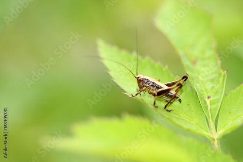 Braune Heuschrecke photo