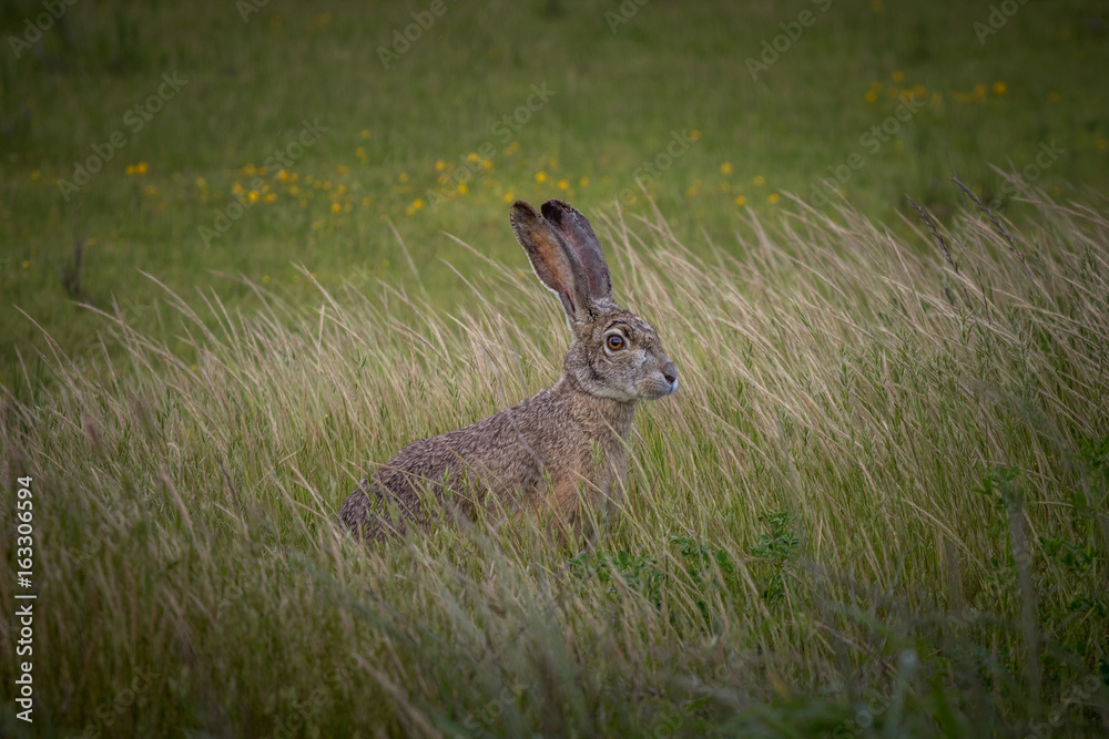rabbit rabbit