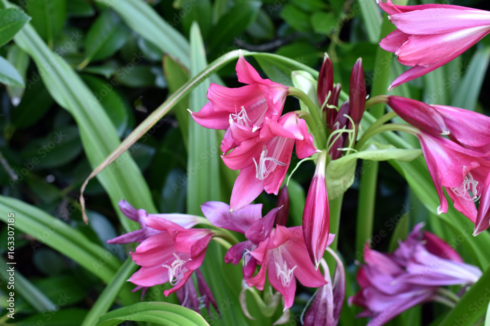Flowers Flowers