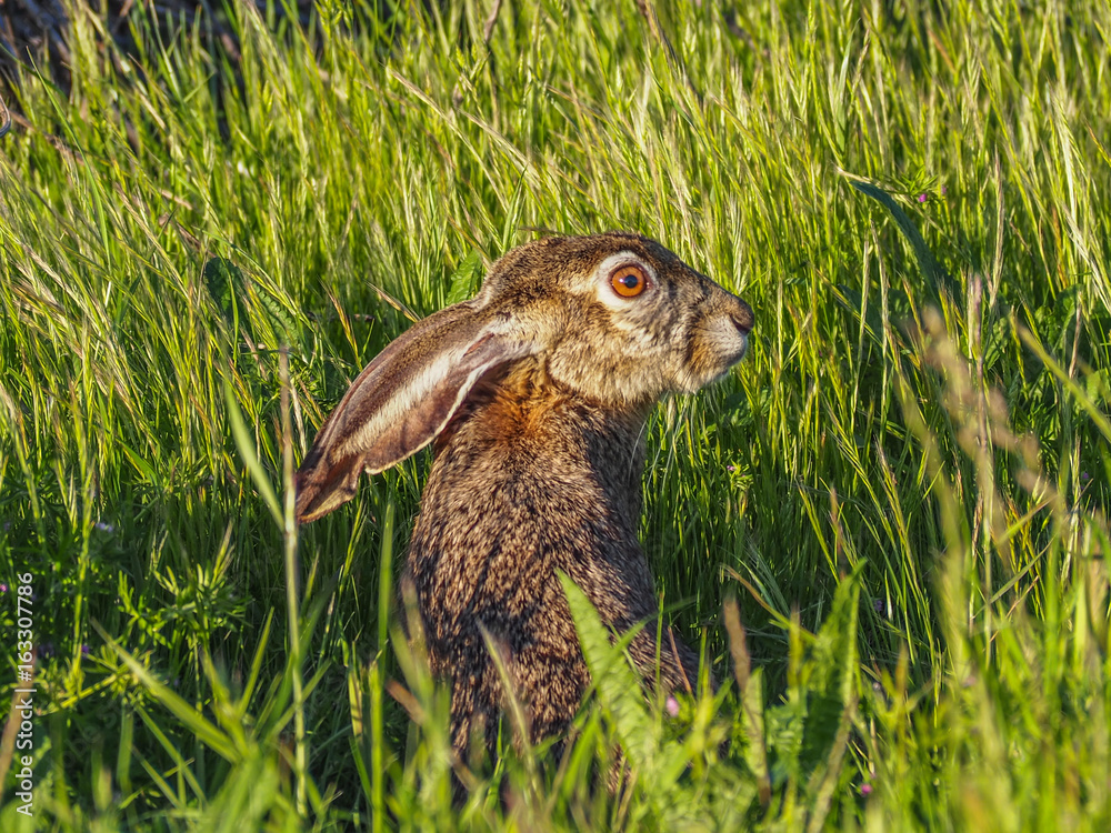 rabbit rabbit