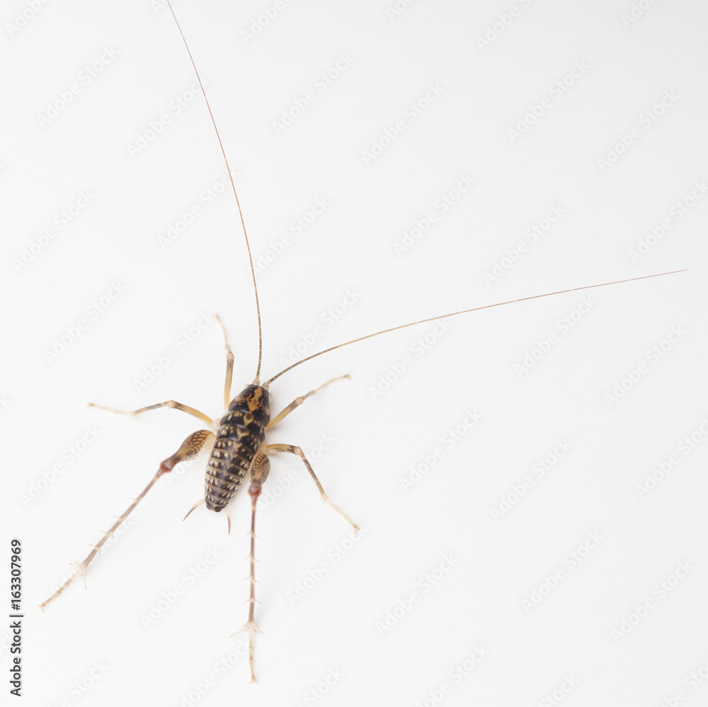 Large Camel Cricket on a White Background Large Camel Cricket on a White Background