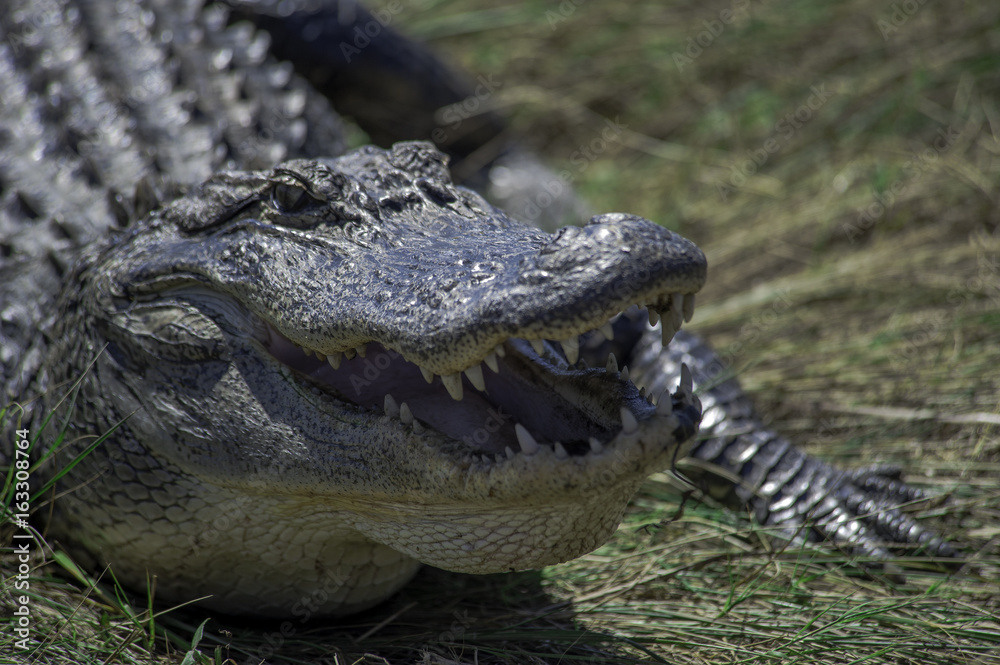 Fototapeta premium Alligator