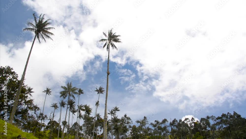 Timelapse of clouds passing by wax palm trees in the Cocra Valley near Salento, Colombia