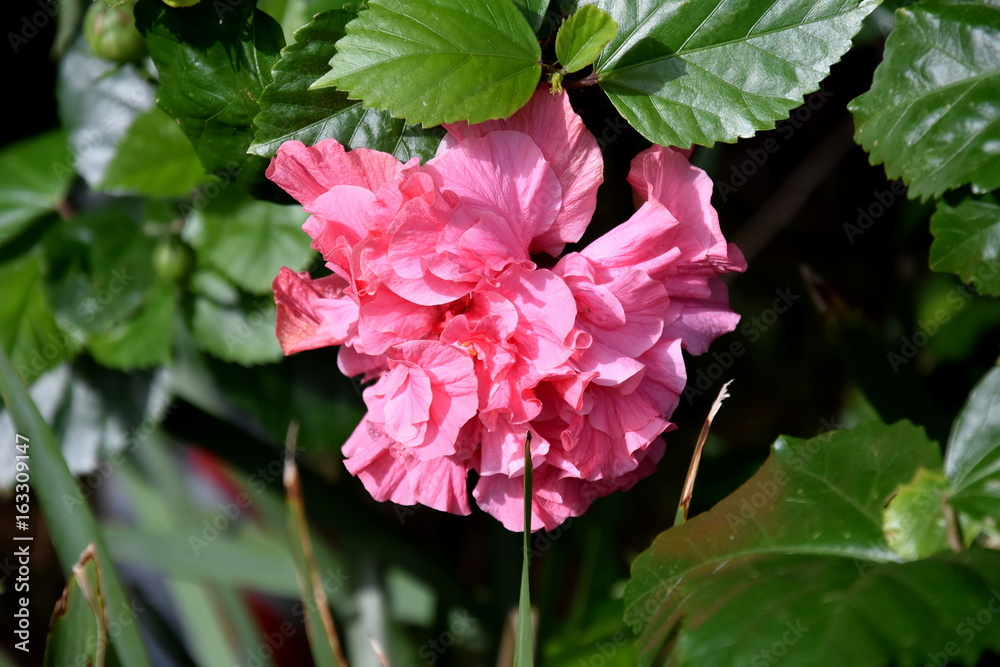 Pink flower with green leaves. Simple natural background with a detail of pink flower. Pink flower with green leaves. Simple natural background with a detail of pink flower.