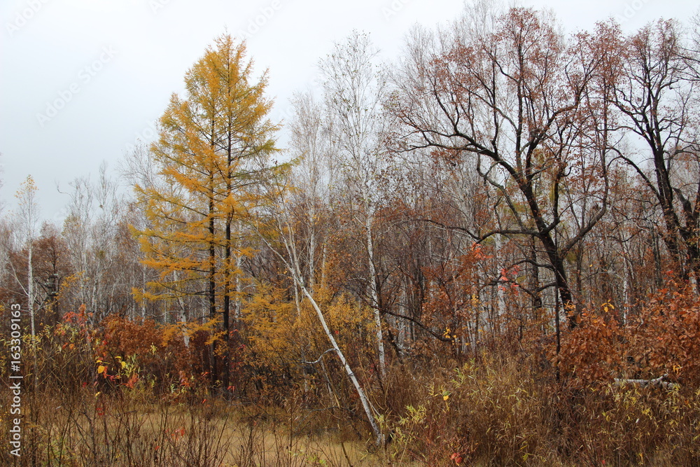 Autumn, yellow, red, green, wet, rain, river, grass, plant, trees, larch, forest, bush, beauty, leaf fall, stream, water, river, stones,