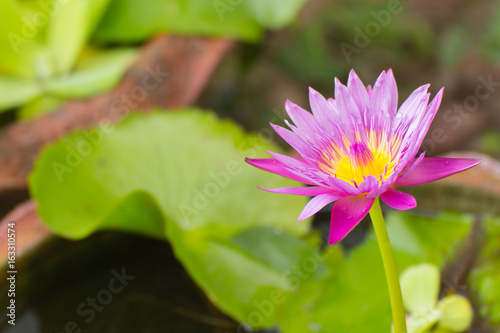 Beauty purple lotus flower close up