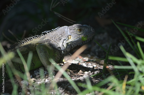 Close-up of an iguana nesting on the Venetia Causeway near Miami Beach,Florida
