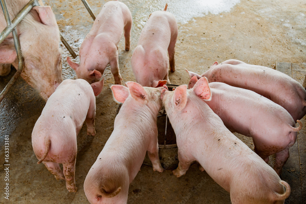 Newborn piglets feeding Newborn piglets feeding