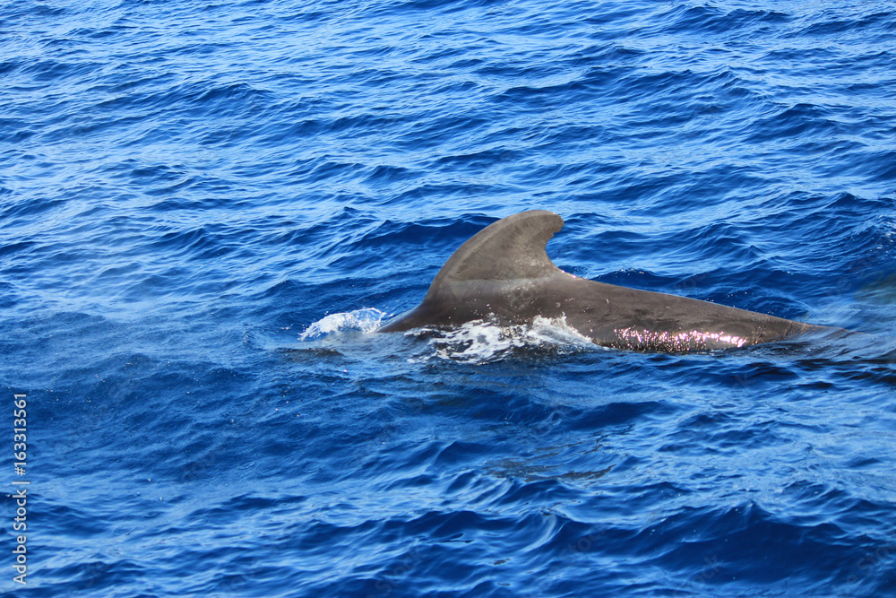 きれいな海でイルカやクジラの鑑賞 Dolphins and whales watching in ocean 