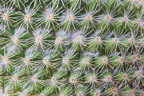 Wallpaper Mural Cactus Spikes Nature Houseplant Background Torontodigital.ca